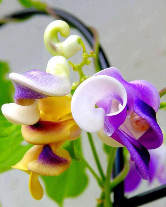 转载世界上最罕见的花太美啦编织博客
